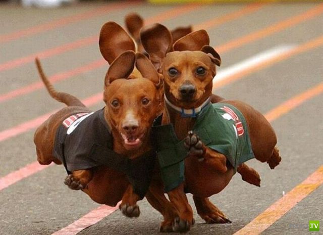 ��� �������� �������� (41 ����)