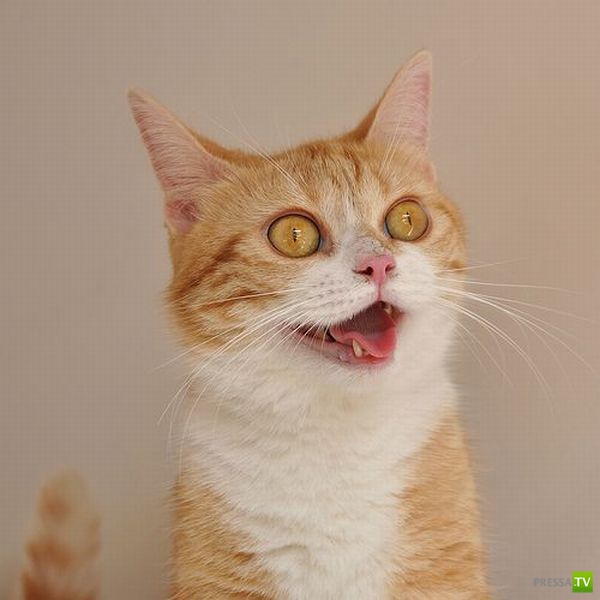 ��� �������� �������� (41 ����)