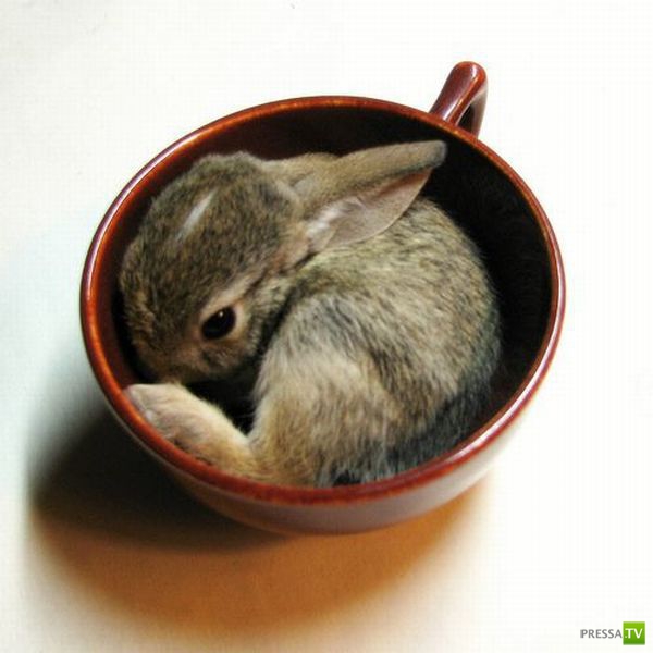 ��� �������� �������� (41 ����)