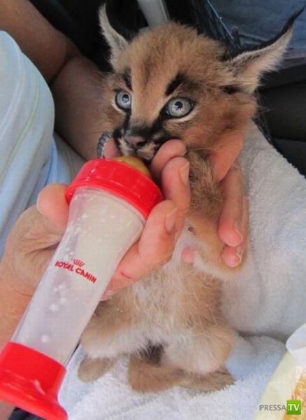 ��� �������� �������� (41 ����)