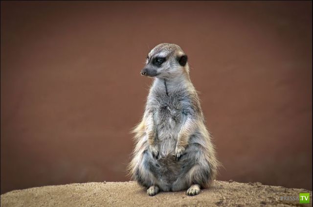 ��� �������� �������� (41 ����)