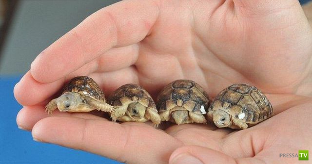 ��� �������� �������� (41 ����)