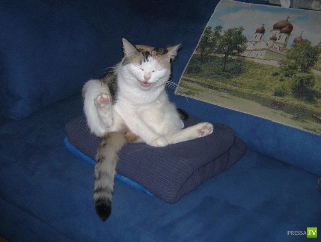 ��� �������� �������� (41 ����)