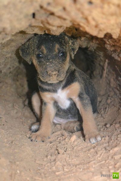 ��� �������� �������� (41 ����)