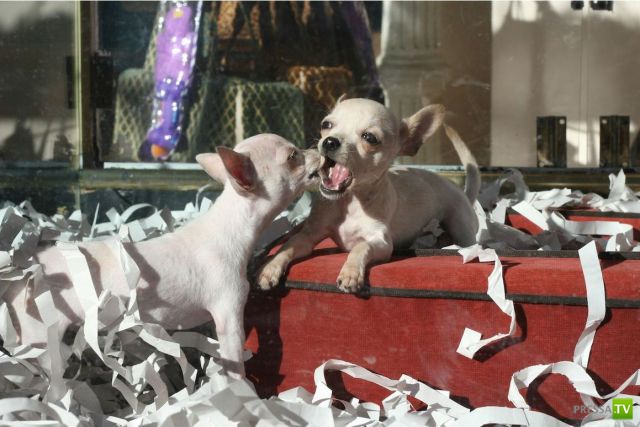 ��� �������� �������� (41 ����)