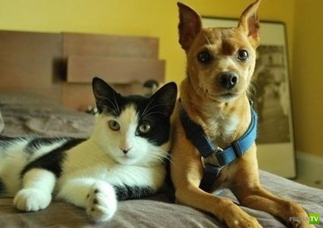 ��� �������� �������� (41 ����)