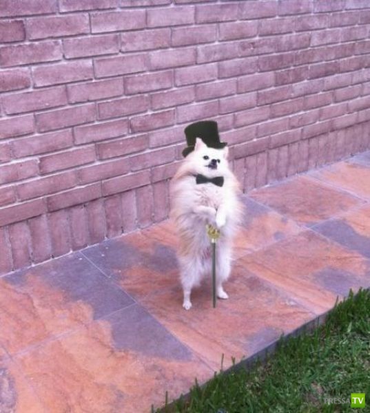 ��� �������� �������� (41 ����)