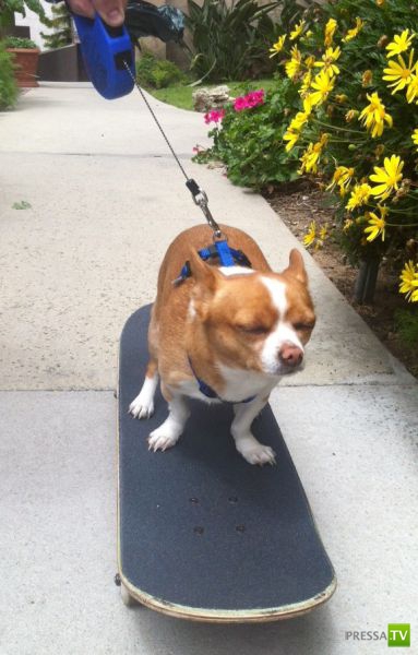 ��� �������� �������� (41 ����)