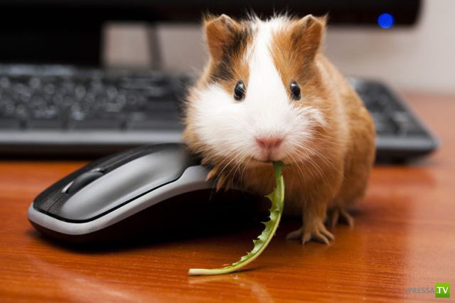 ��� �������� �������� (41 ����)