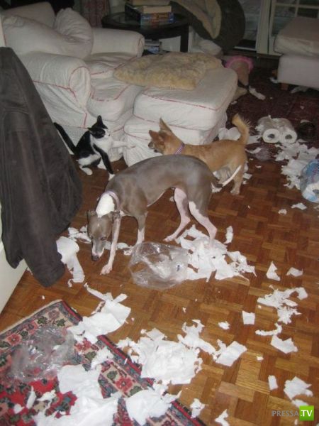 ��� �������� �������� (41 ����)