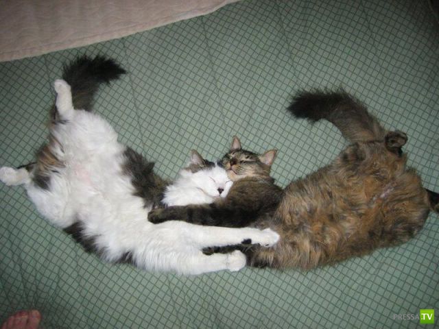 ��� �������� �������� (41 ����)