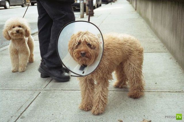 ��� �������� �������� (41 ����)