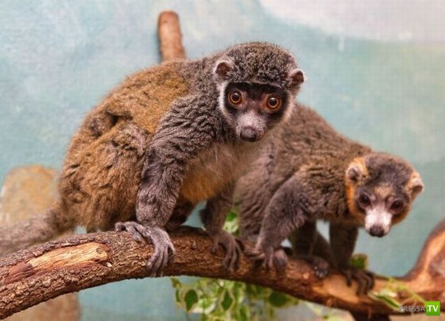 ��� �������� �������� (41 ����)