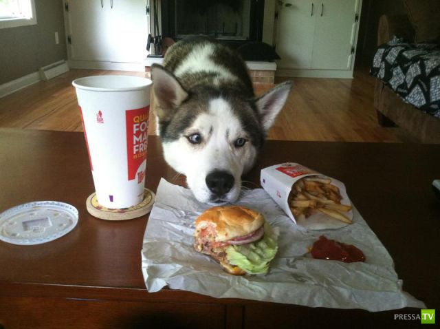 ��� �������� �������� (41 ����)