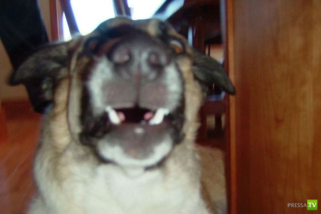 ��� �������� �������� (41 ����)