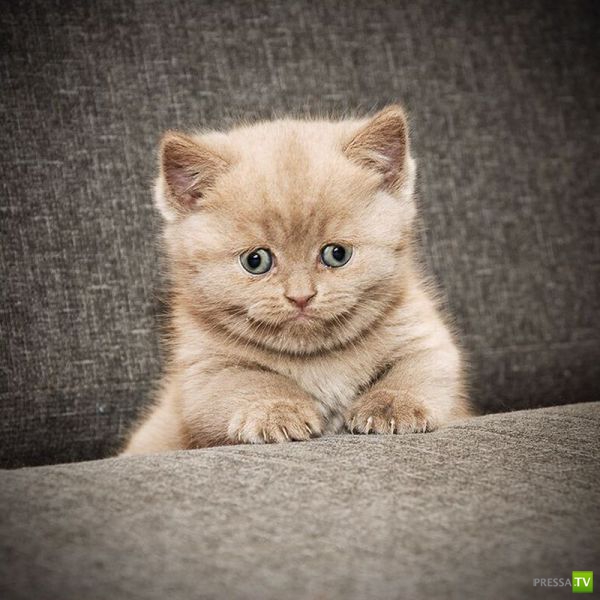 ��� �������� �������� (41 ����)