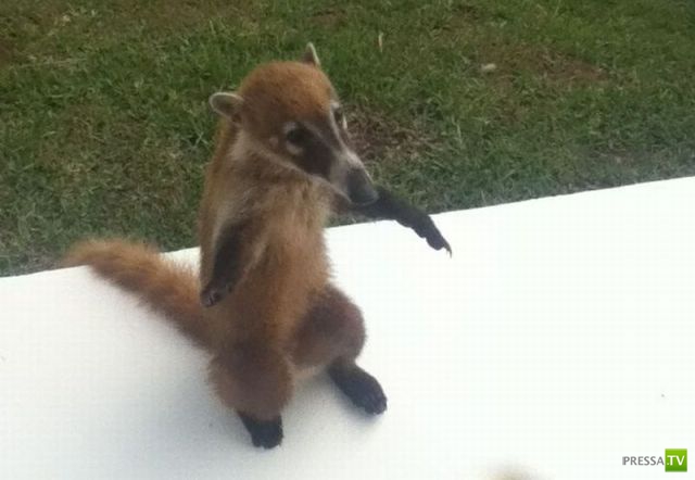 ��� �������� �������� (41 ����)