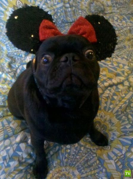 ��� �������� �������� (41 ����)