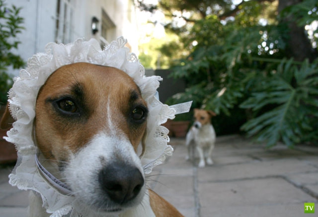 ��� �������� �������� (41 ����)