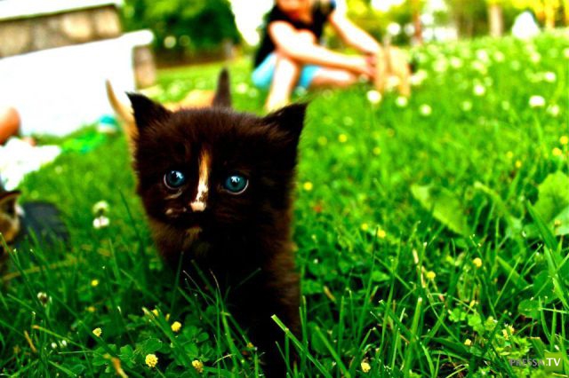 ��� �������� �������� (41 ����)