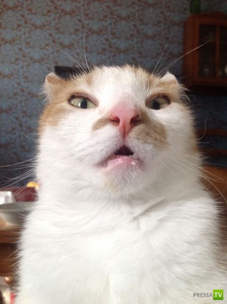 ��� �������� �������� (41 ����)