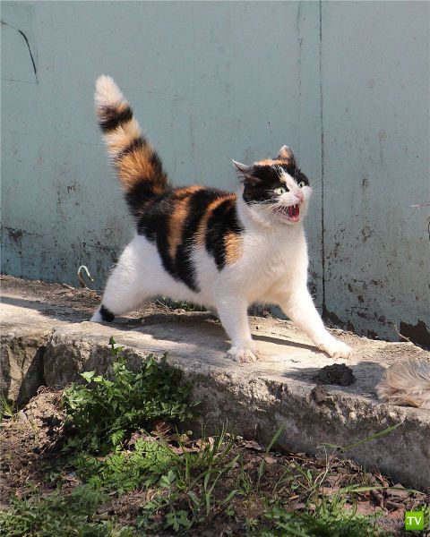 ��� �������� �������� (41 ����)