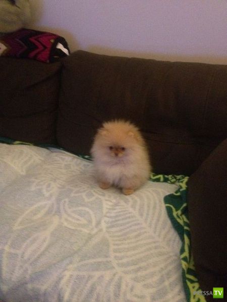 ��� �������� �������� (41 ����)