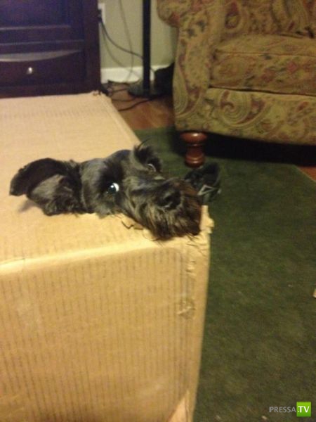 ��� �������� �������� (41 ����)