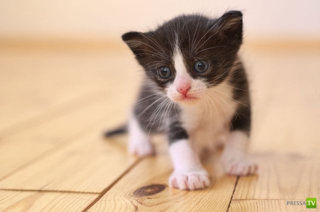 ��� �������� �������� (41 ����)