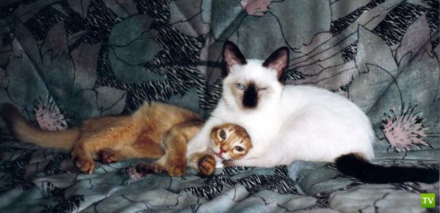 ��� �������� �������� (41 ����)