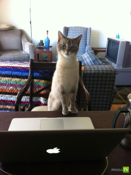 ��� �������� �������� (41 ����)