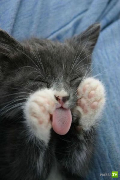 ��� �������� �������� (41 ����)