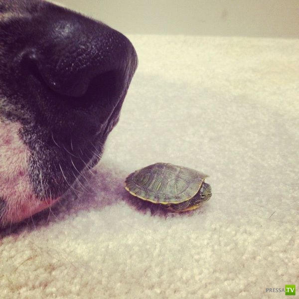 ��� �������� �������� (41 ����)