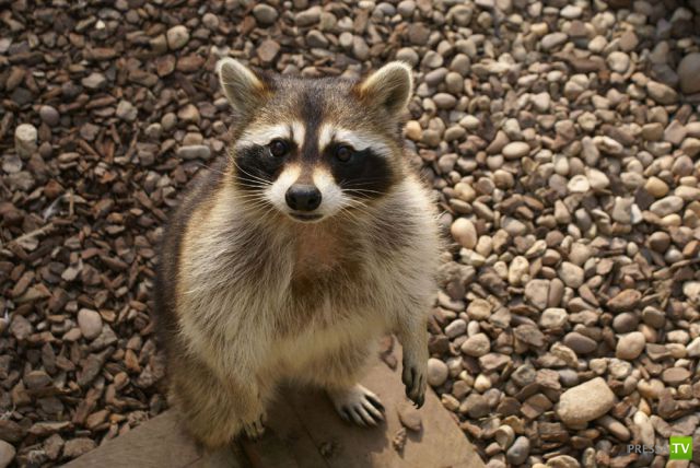 ��� �������� �������� (41 ����)