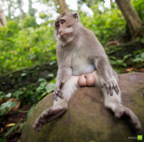 ��� �������� �������� (35 ����)