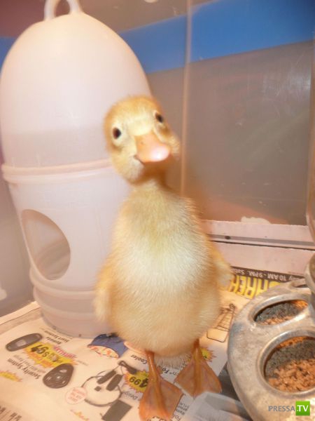 ��� �������� �������� (35 ����)