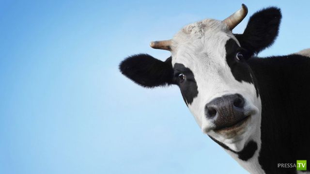 ��� �������� �������� (35 ����)