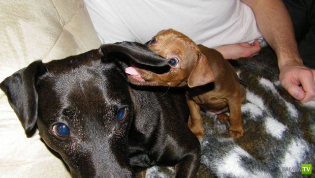 ��� �������� �������� (35 ����)