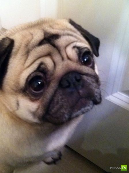 ��� �������� �������� (35 ����)