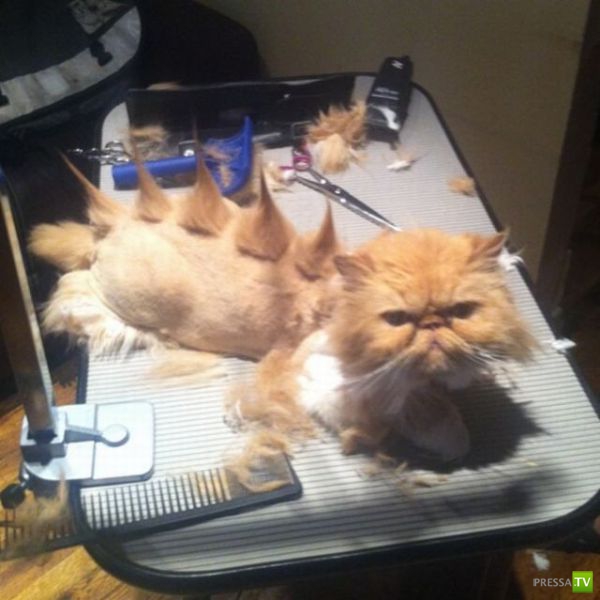 ��� �������� �������� (35 ����)