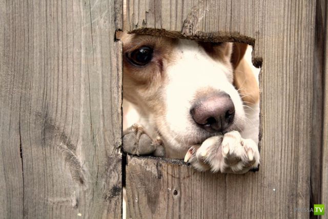 ��� �������� �������� (35 ����)