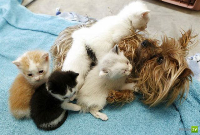 ��� �������� �������� (35 ����)