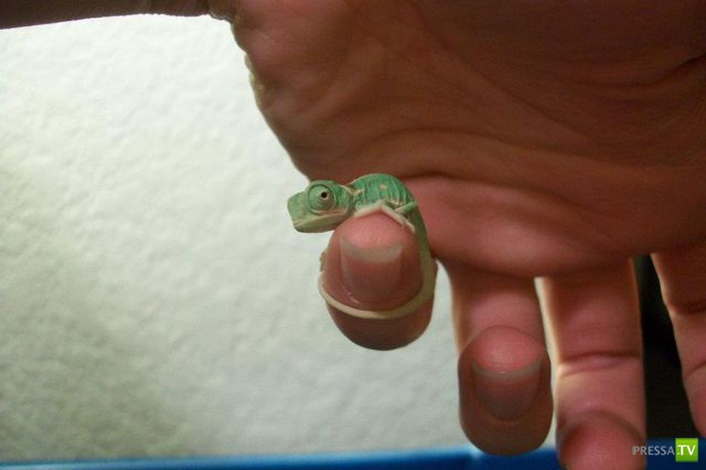 ��� �������� �������� (35 ����)