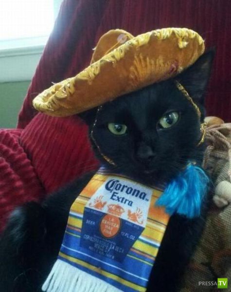 ��� �������� �������� (35 ����)