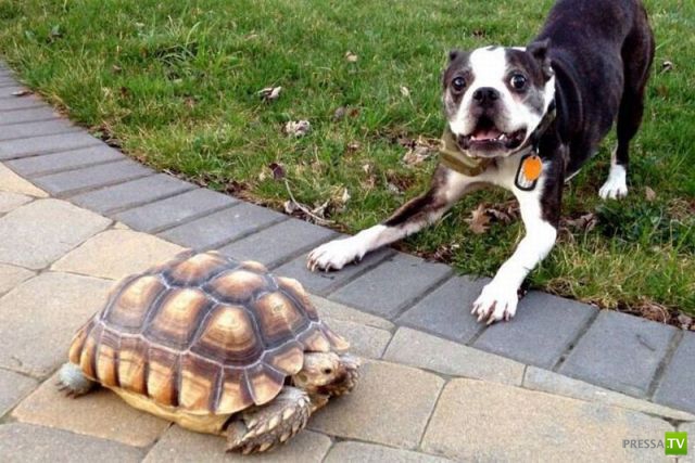 ��� �������� �������� (35 ����)