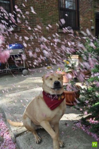 ��� �������� �������� (35 ����)