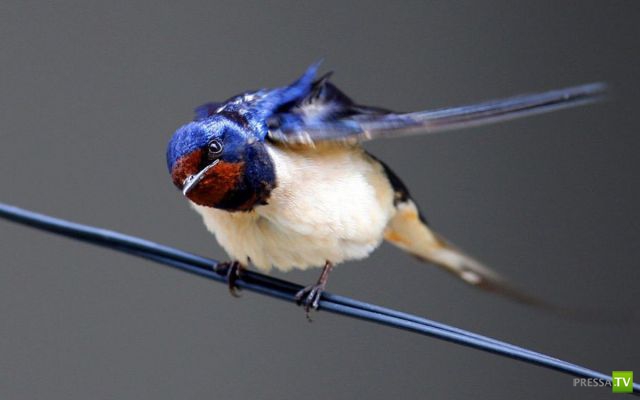 ��� �������� �������� (35 ����)