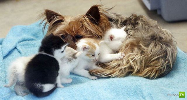 ��� �������� �������� (35 ����)