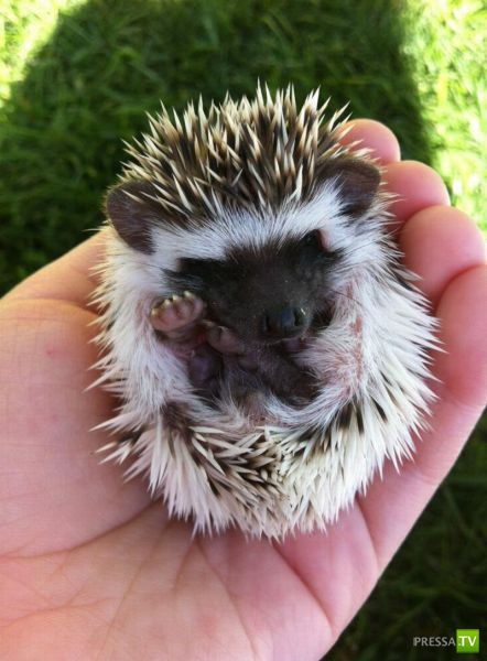 ��� �������� �������� (35 ����)