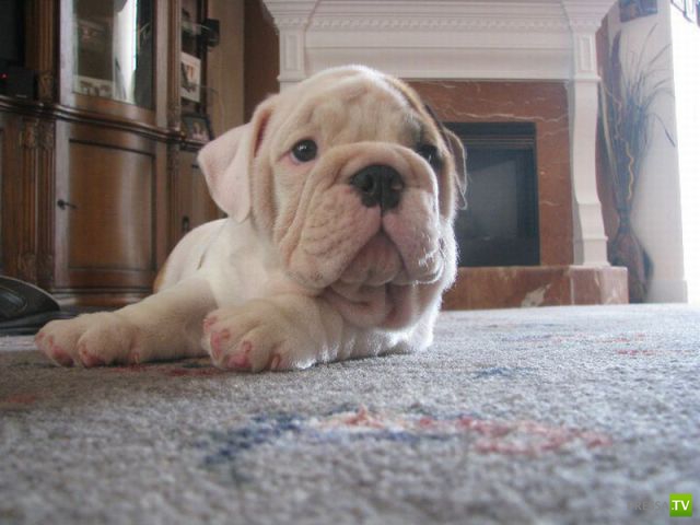 ��� �������� �������� (35 ����)